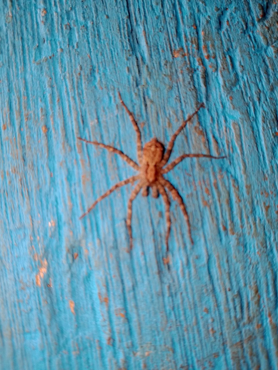 myqkmashmuragz's tweet image. Insects #Spider #WebWeb #NewNew #8