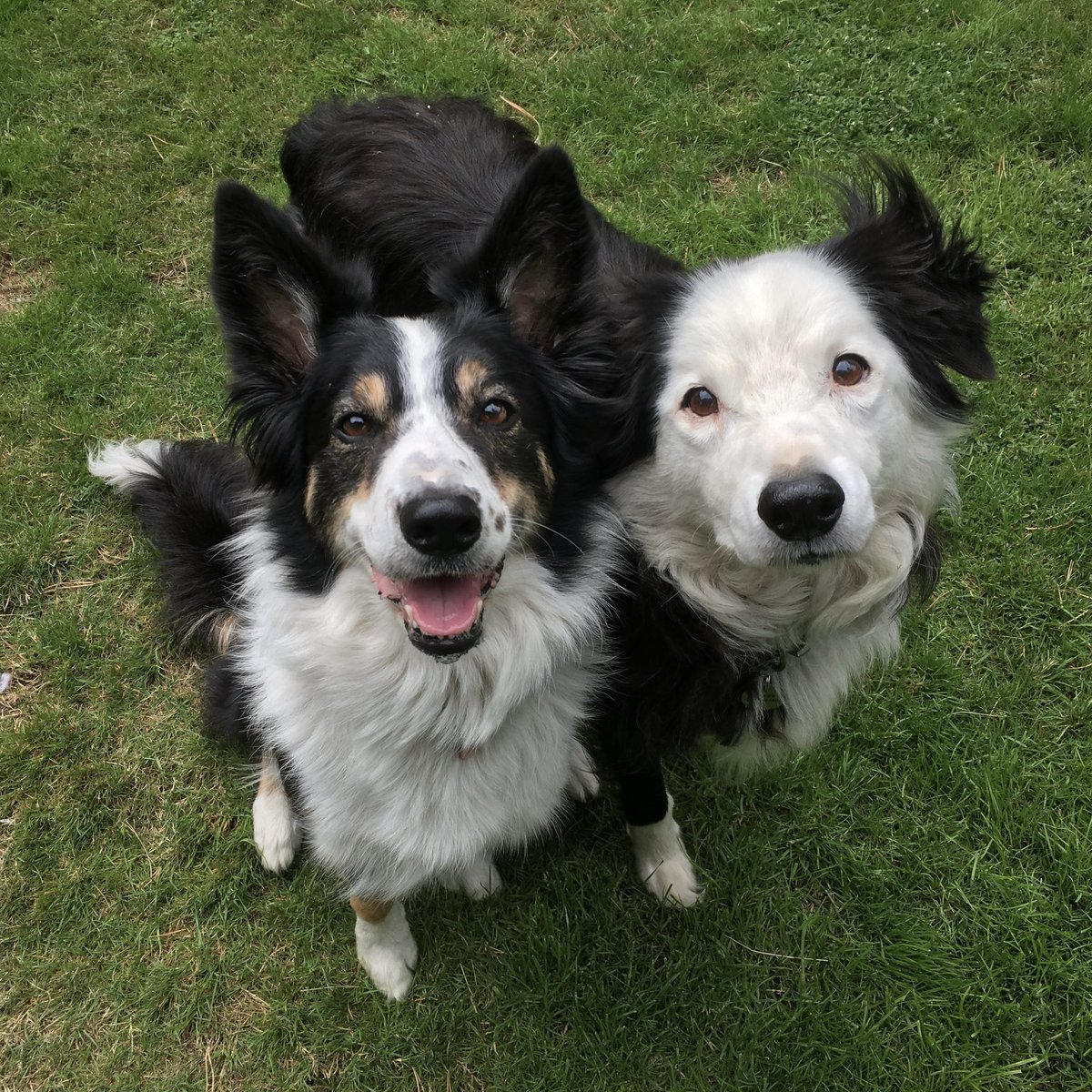 Puppy Bess and Auntie Kes tweet media