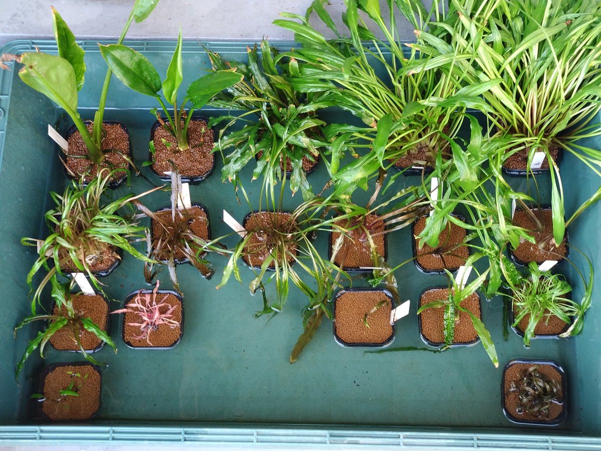 クリプトコリネ - Search / X