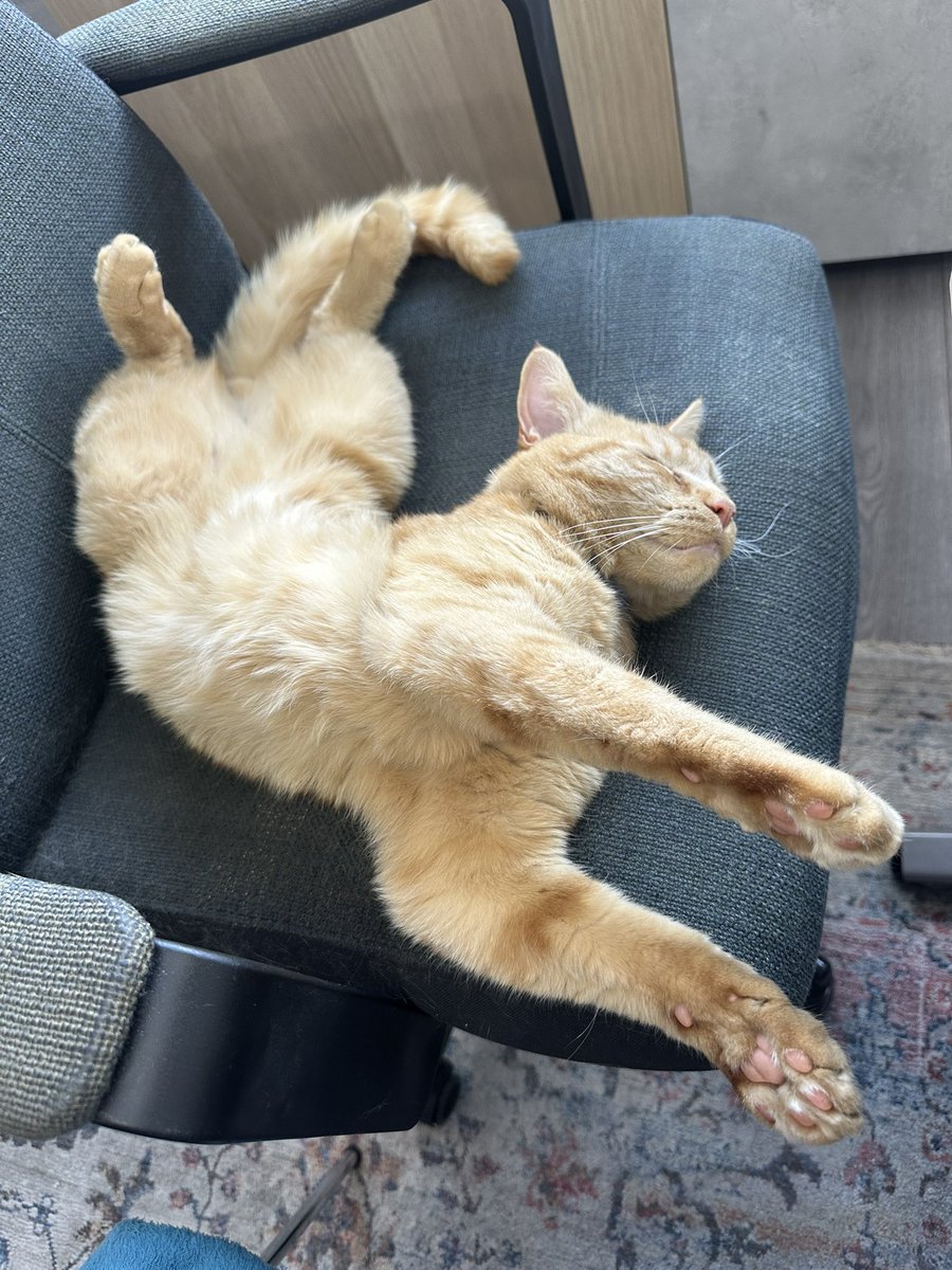 These Mondays come around far too quickly.  After 2 breakfasts and a quick #hedgewatch, time for a #ManspreadingMonday snooze. One of my finest efforts.  Please don’t encourage the bald 👨‍🦲 one  to follow suit 😹😹 #CatsOfTwitter #CatsOfX