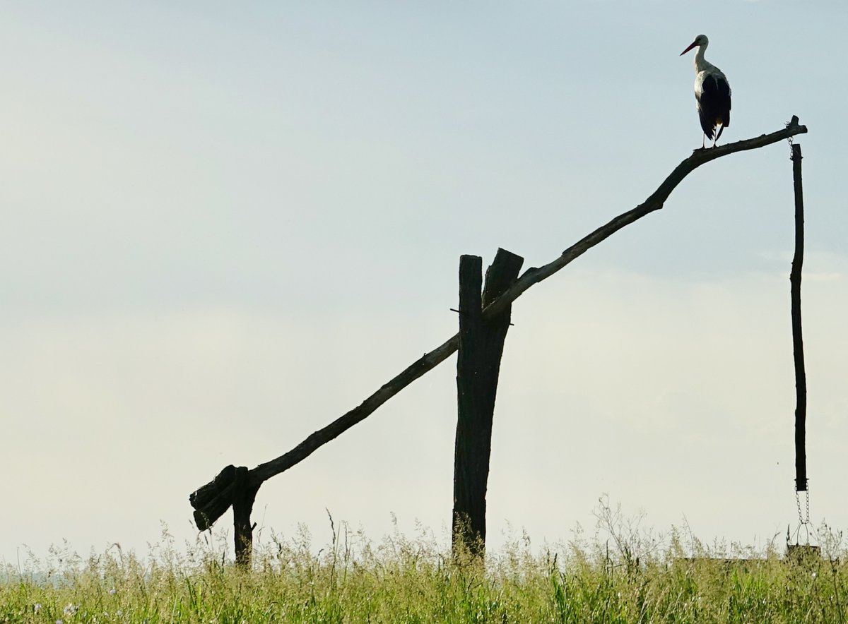 der storch ist entweder voll der poser oder grad in einem shooting für die burgenland-werbung
