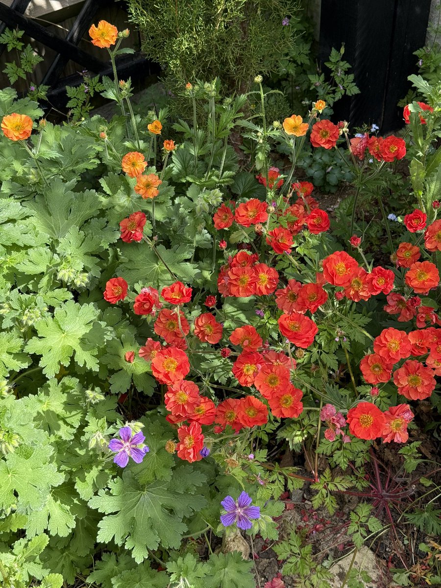 The red geums are in full flourish now.  Waiting for their orange friends to fully join them.  They’ve been in flower since March this year!  😄🌺

Wishing you a bright &amp; beautiful day. 

#Flowers #Gardening 
#DollysCottageGarden