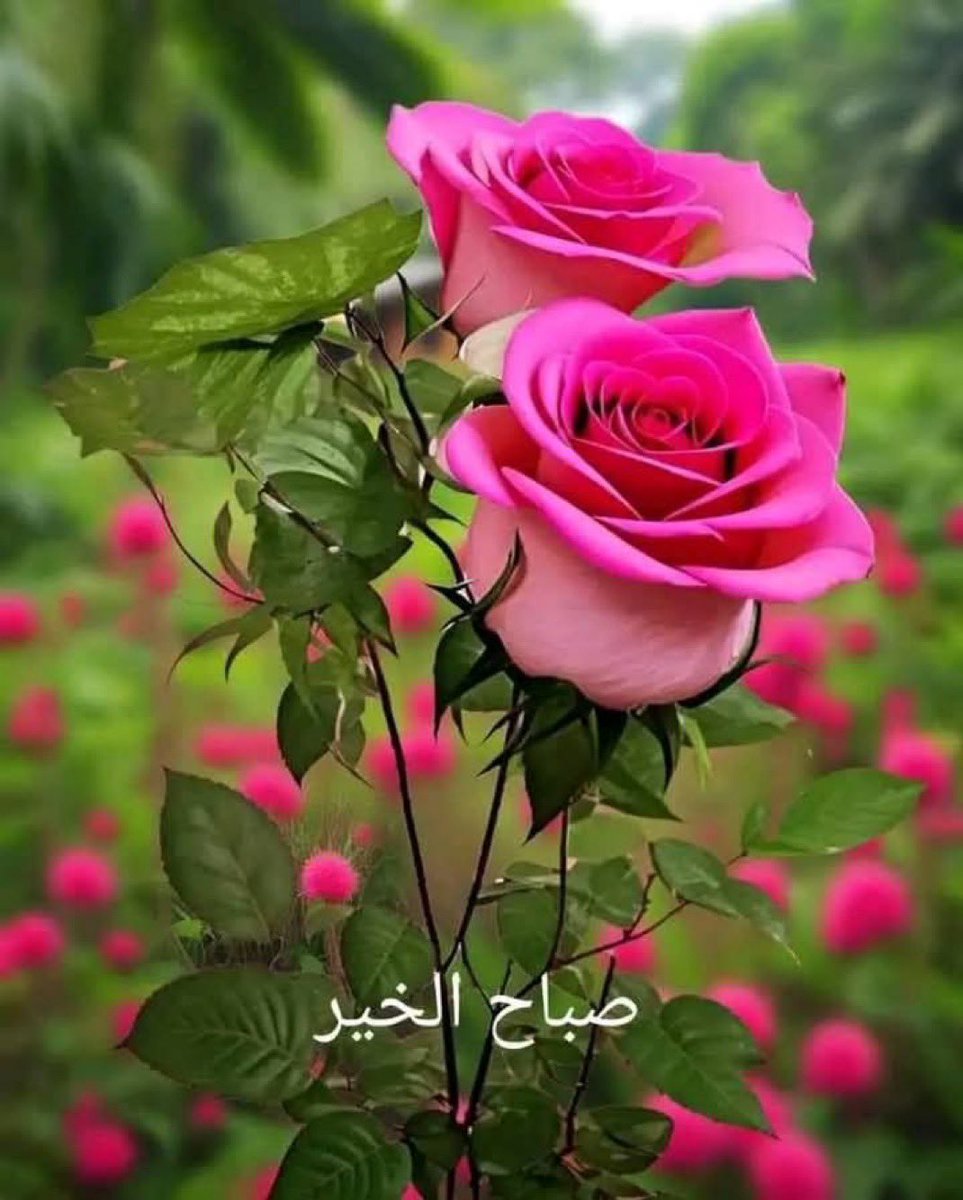 #صباح #هادىْ .. وَ آنفآس تَحمَل. تفآئَل وَيقيَن بآن كَل مآ سيكتَبہَ آللہَ لنآ فَي كَل صباح خير وجميل ..~  #صباح_الأشياء_المُشرقة