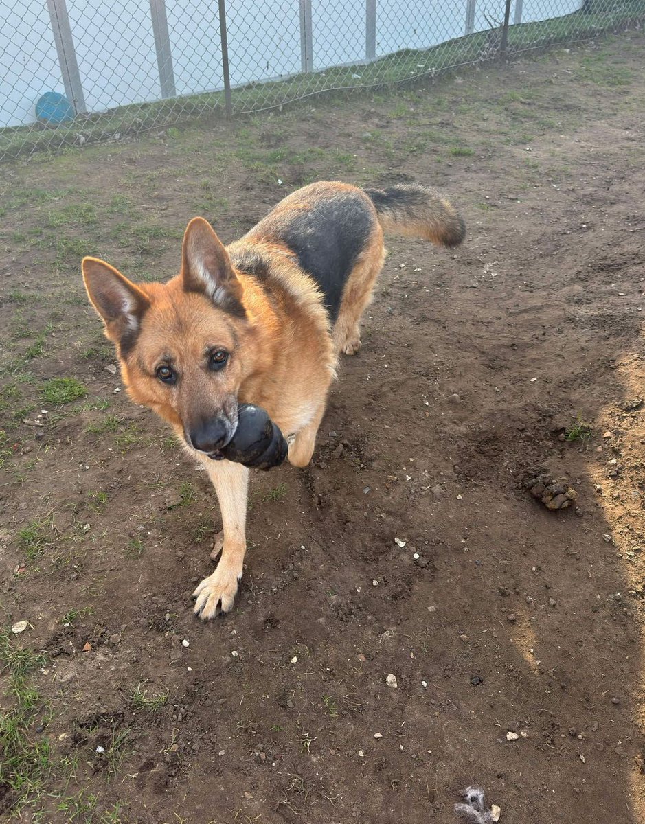 Did you know? We offer a lifelong sanctuary for ALOT of dogs; more than 40 of them will live with us for the rest of their lives.  
Please can you help us continue our work? Donations of any amount really helps. Thank you so much
buy.stripe.com/bIY4h3c0EcWl2q… 

#dogsofinstagram #dogs