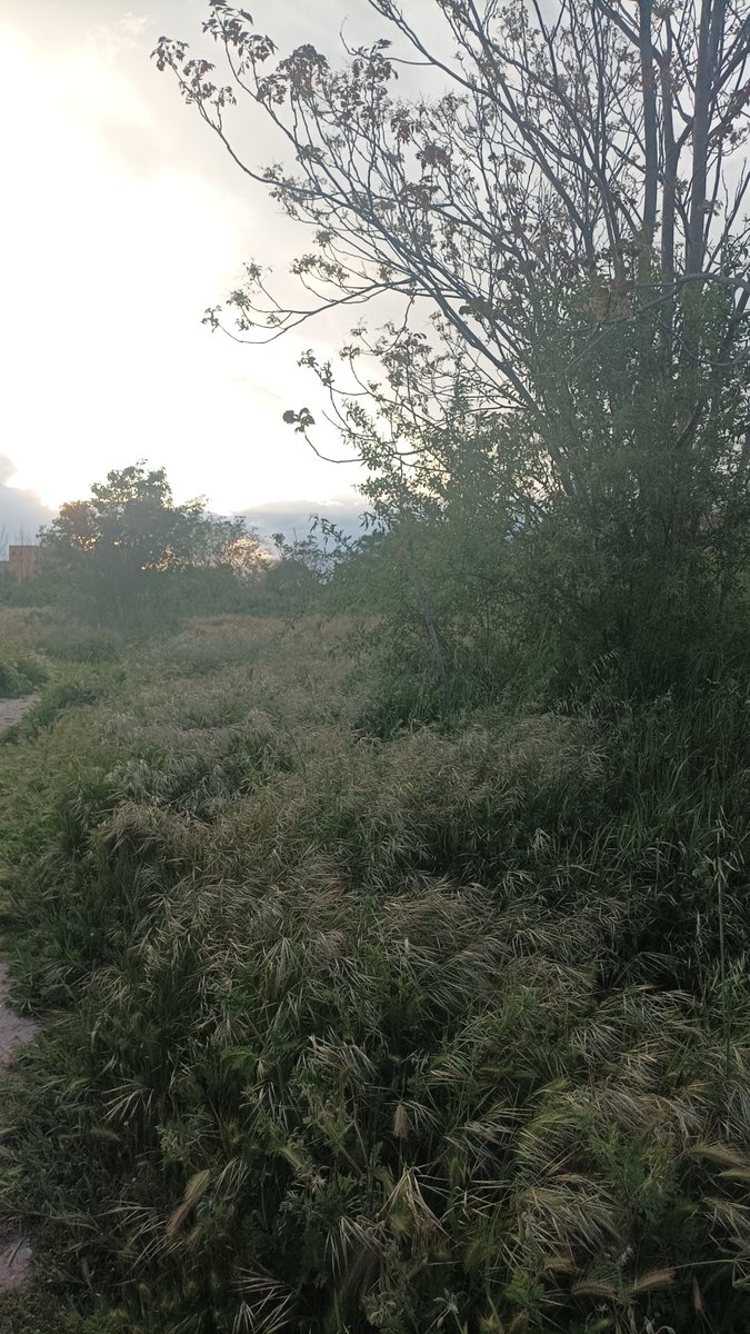 Las vecinas de #Carabanchel y #Latina queremos que nuestras zonas verdes mejoren y aumenten. Las defenderemos sin tregua. El parque Eugenia de Montijo y la  Vereda de Aluche aquí se quedan. <a href="/MADRID/">Ayuntamiento Madrid</a>  <a href="/viviendagob/">Ministerio de Vivienda y Agenda Urbana</a>  <a href="/EeAmadrid/">Ecologistas Madrid</a> <a href="/barrionosetala/">El barrio no se tala!</a> <a href="/SalvemosCasa/">Plataforma Salvemos la Casa de Campo</a> <a href="/arribalasramas/">ARRIBA LAS RAMAS</a>