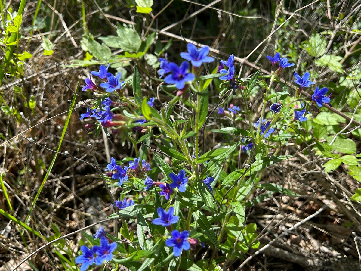 DanicaMacanga's tweet image. Lithospermum #plant grows in dry habitats, preferring calcareous soil. Have #blueflowers , the seeds are small, white, very hard. The plant was used to treat wounds and cuts, is cultivated to obtain dye for fabric. Nature #helps, can you help too?