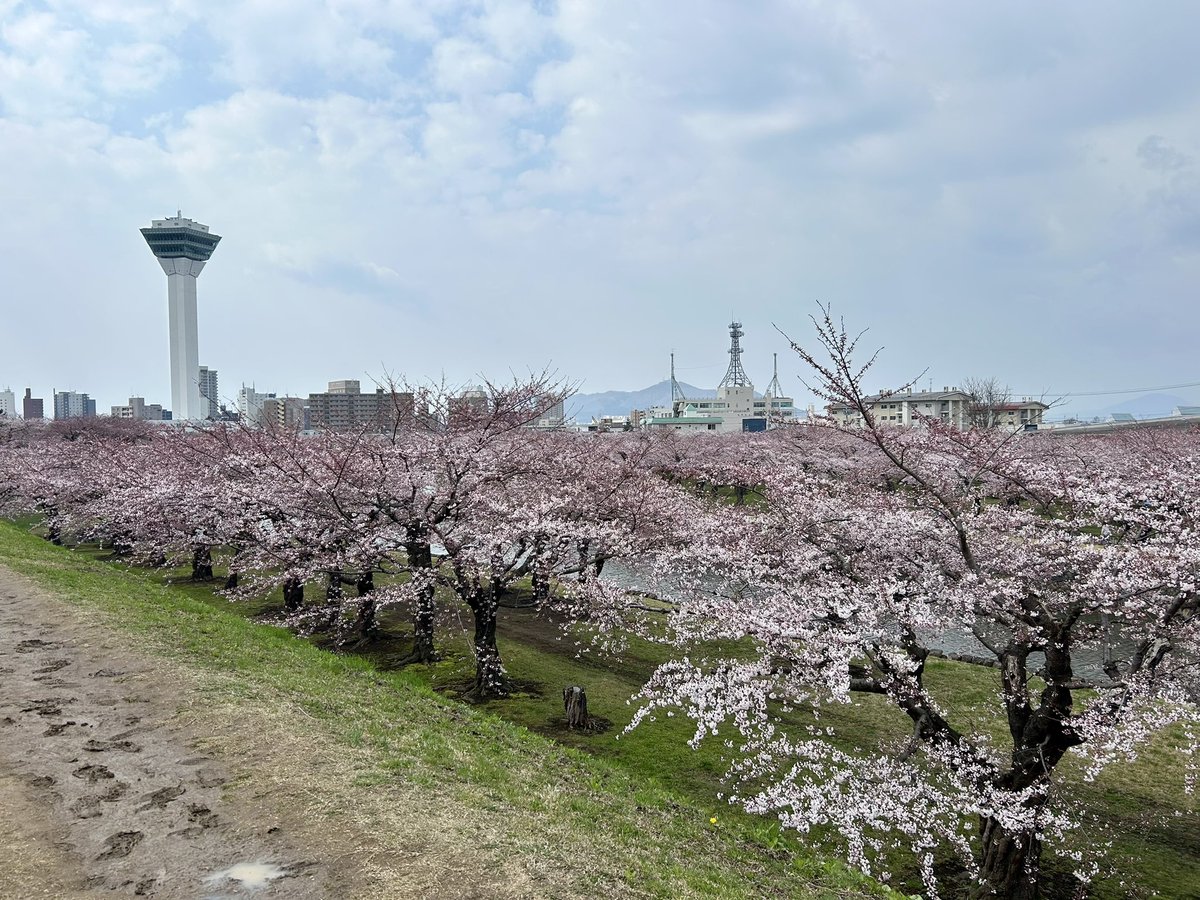 panalybouei's tweet photo. 4月末から下の子が体調を崩し、治ったと思ったら、その後子供2人とも胃腸炎…
遅れて私も胃��炎…
やっと復活かな…
ゴールデンウィークもあと1日😂
写真は体調崩す前の函館の🌸
また5分咲きくらいだったなー https://t.co/IZhvFMnoEr