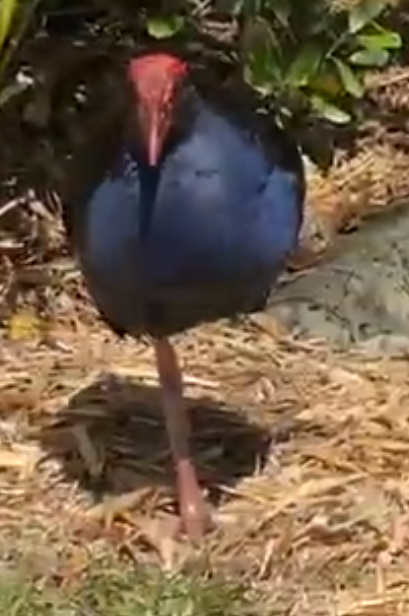 pukekoku's tweet photo. Not sharing any depiction of the Pukeko done in AI btw, i just think real footage of these guys is way better https://t.co/Aa5kSNe7Gi