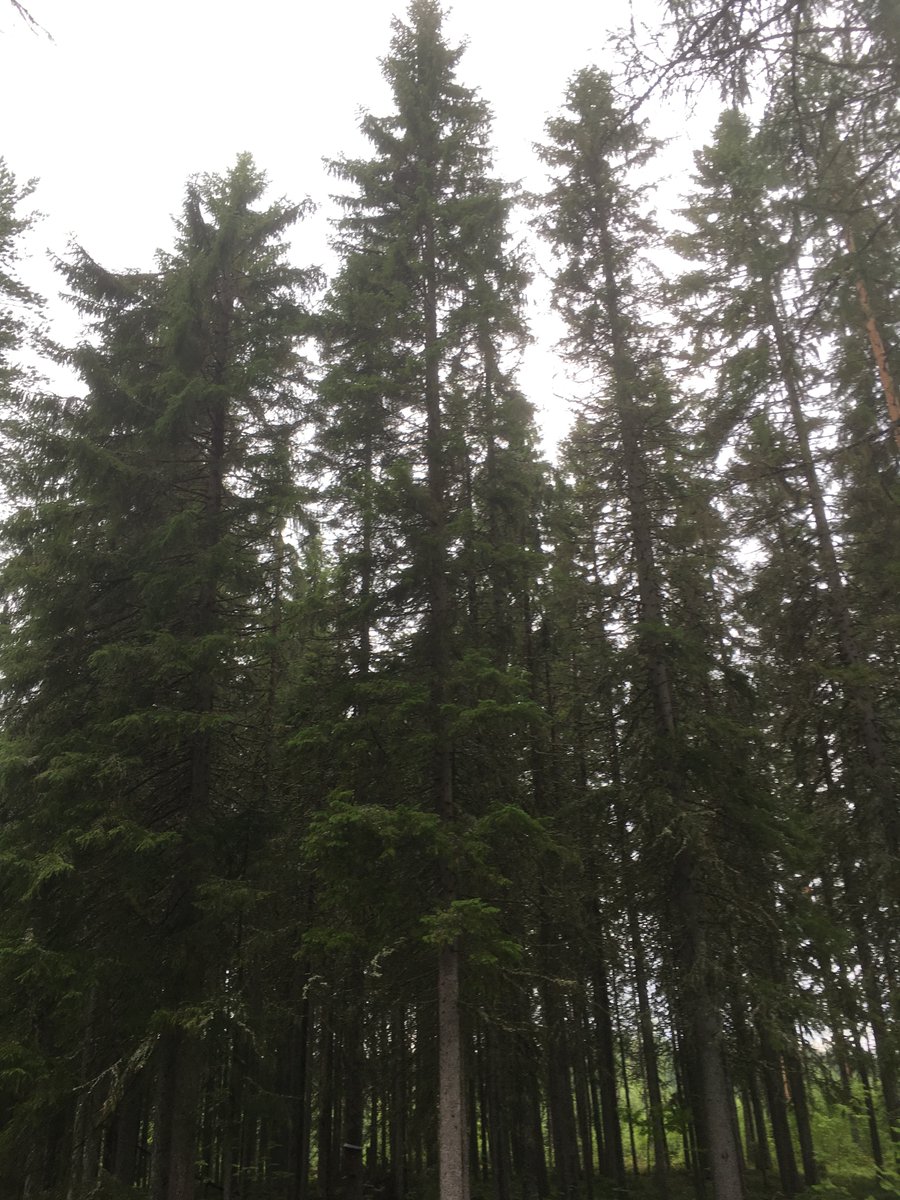Päivän metsäaforismi: "Köyhälle ja maattomalle on huono, jos puun hinta on hyvä".