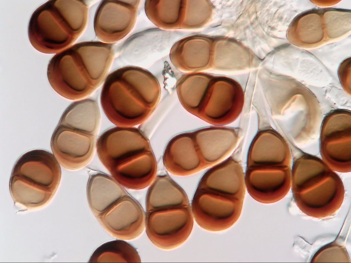 striiformis's tweet photo. #RustOfTheWeek
#Puccinia_aeluropodis
#Aeluropus_littoralis
Puccinia aeluropodis Ricker, teliospores on Aeluropus littoralis (Poaceae)
Lavan Island, Persian Gulf, Iran
#persiangulf https://t.co/trz626qN5h