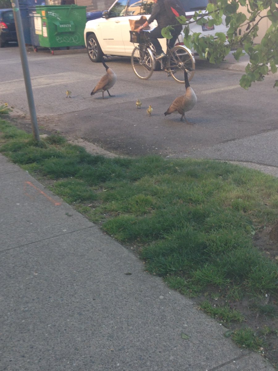InfiniteArt8's tweet photo. May 1/25 going to Pancakes &amp; Booze Art Show &amp; walking down the street the parent geese &amp; goslings (baby geese).Warning sounds to alert traffic &amp; people
@ainfiniteartistry IG @InfiniteArtistry FB/IN @InfiniteArt8 X
#geesephotography #geeseandgoslings #loveofnature #geese #goslings https://t.co/w2pK8KeSDx