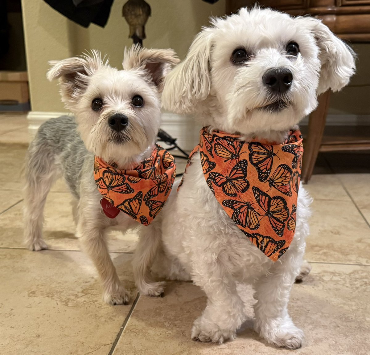 Sometimes. Rosie🌹hers an me’s support Multiple Sclerosis Awareness 🧡 Even if it’s not MS day or month. Because it’s makes Mommy hers happy 😊🐶🐾 #multiplesclerosis #msawareness #dogsoftwitter #dogsofx #adogslife #doggo #pets #llcharmonbusterbrowndogbandanas