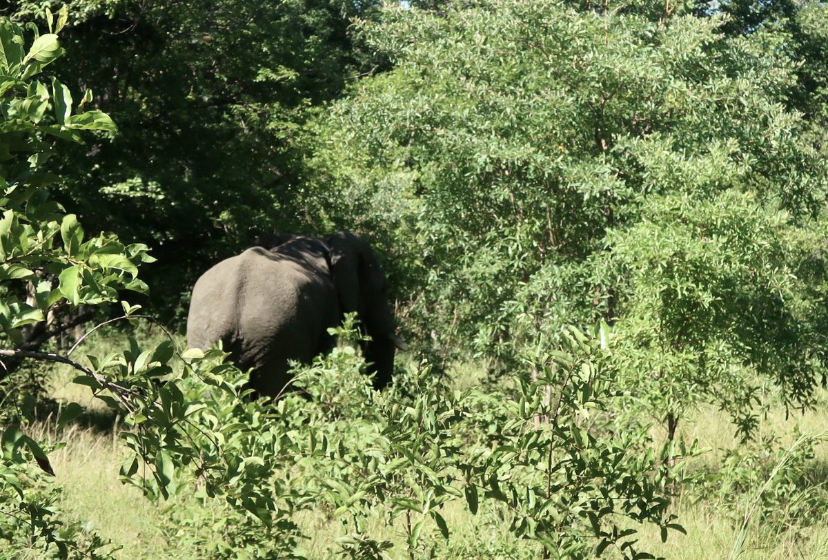 ⚡🇲🇼MALAWI: Liwonde National Park, one of Malawi's most popular national parks, covers an area of 548 km² and hosts a population of approximately 900 elephants.