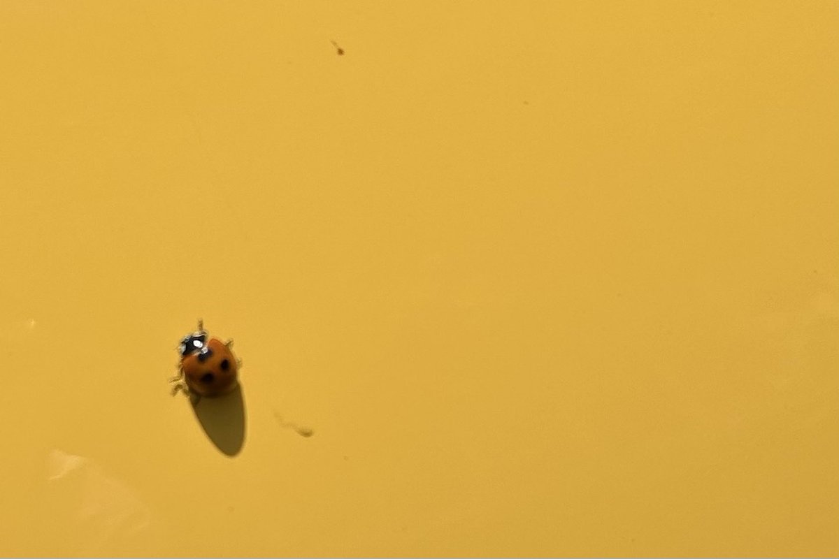 花じゃないんですけど