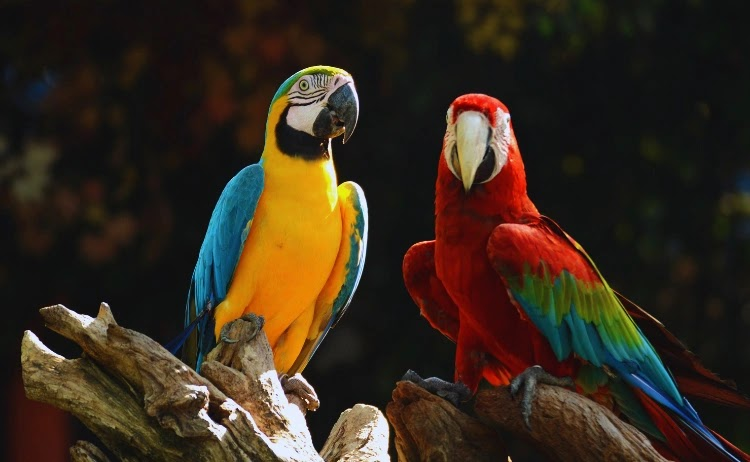 Feathers of fortune: The world's most exclusive parrots, where beauty meets a breathtaking price tag!
#Parrotx2fanart #expensive #animals 
Read more here👇
usopman.com/2025/04/most-e…