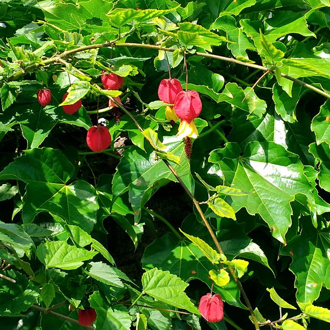 …うちのチロリアンランプ…よく咲いてゐる