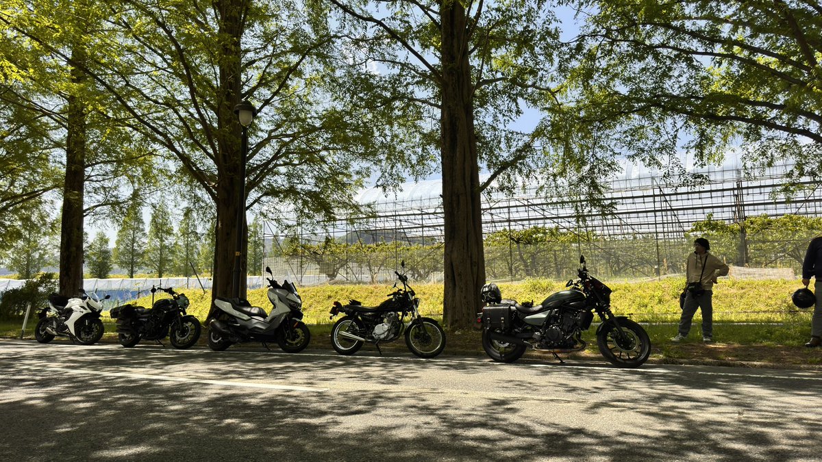 メタセコイアーーー🌳