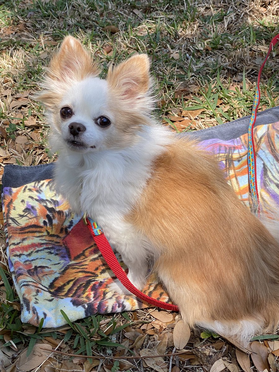 BittyBoiPup's tweet photo. Happy 14th birthday, Bitty!!! 🎉🎉🎉 May 5th! https://t.co/HOfElL6lTa
