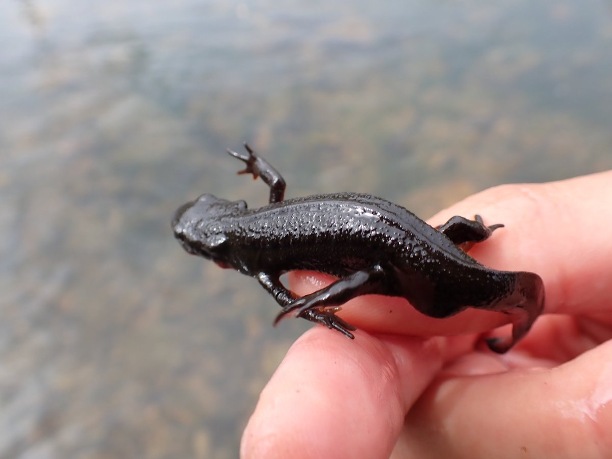 これにて広島島根遠征終わり！
素晴らしい生き物達にたくさん出会え充実していました。
受験生のため今年の採集納めとなります。フィールドで培ったことを活かせるように受験頑張ります。