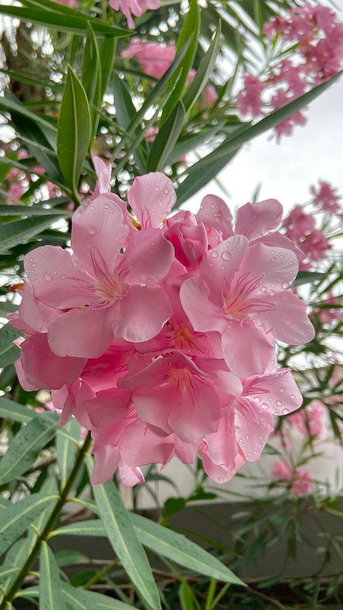 It's so beautiful flowers 
Very amazing rain drops 
I like that beautiful view  

Rt bookmark