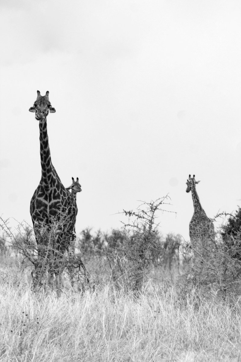 image_rw's tweet photo. Did you know that the giraffe is one of the most fascinating animals that attract many visitors? It is among the key attractions in Akagera National Park @AkageraPark , where it brings joy to countless tourists. #Rwanda is one of the richest countries in terms of unique wildlife. https://t.co/3PDSvfKe5s