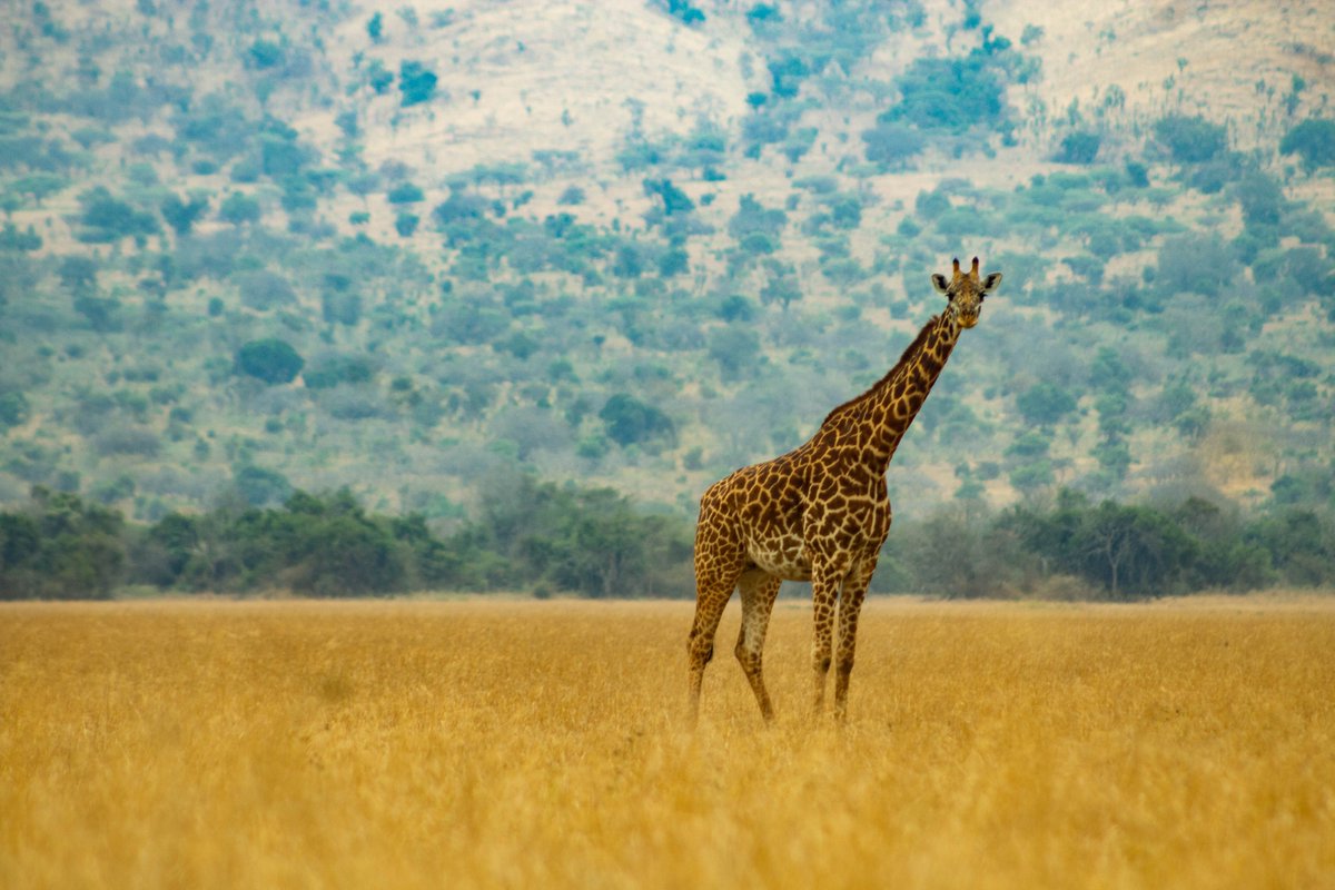 Image Rwanda (@image_rw) on Twitter photo Did you know that the giraffe is one of the most fascinating animals that attract many visitors? It is among the key attractions in Akagera National Park <a href="/AkageraPark/">Akagera National Park</a> , where it brings joy to countless tourists. #Rwanda is one of the richest countries in terms of unique wildlife. Did you know that the giraffe is one of the most fascinating animals that attract many visitors? It is among the key attractions in Akagera National Park <a href="/AkageraPark/">Akagera National Park</a> , where it brings joy to countless tourists. #Rwanda is one of the richest countries in terms of unique wildlife.