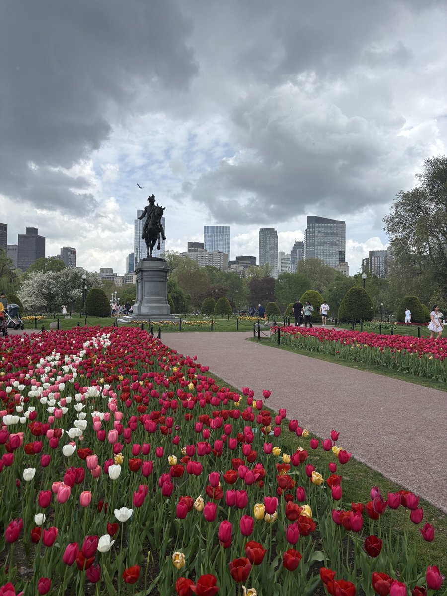 Tulips have taken over Boston.

❤️