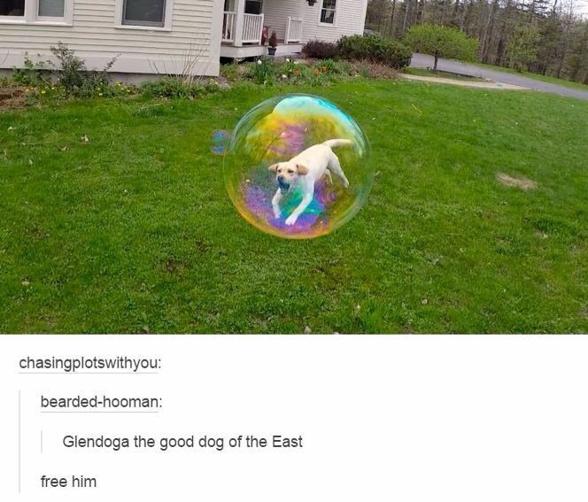 caninepoetry (@caninepoetry_) on Twitter photo 