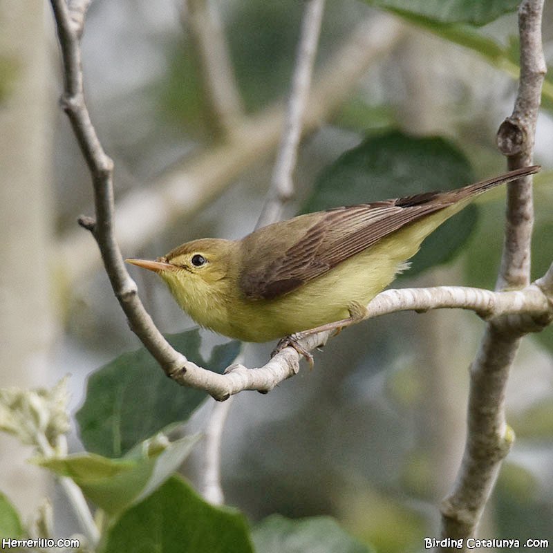 Birding Catalunya (@birdcatalunya) on Twitter photo Seguim sumant espècies estivals. De mica en mica, ja han anat arribant totes.
L’espectacular oriol (Oriolus oriolus) i la discreta busqueta comuna (Hippolais polyglotta). Dues espècies que cada primavera puc trobar als entorns de Riudecanyes👏🏻 Seguim sumant espècies estivals. De mica en mica, ja han anat arribant totes.
L’espectacular oriol (Oriolus oriolus) i la discreta busqueta comuna (Hippolais polyglotta). Dues espècies que cada primavera puc trobar als entorns de Riudecanyes👏🏻