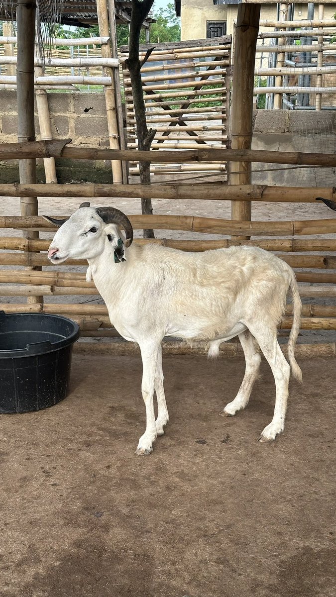 Ọpẹ́yẹmí Irédùmarè tweet media