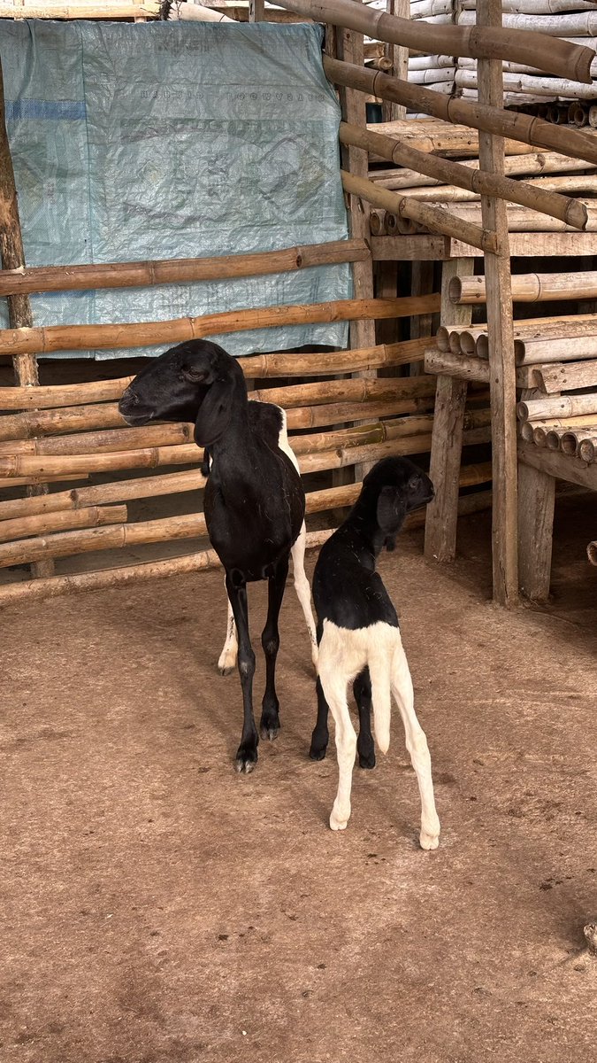 Ọpẹ́yẹmí Irédùmarè tweet media