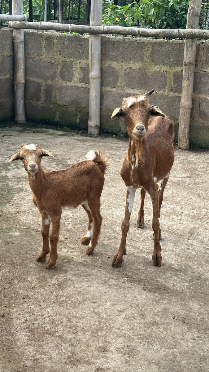 Ọpẹ́yẹmí Irédùmarè tweet media