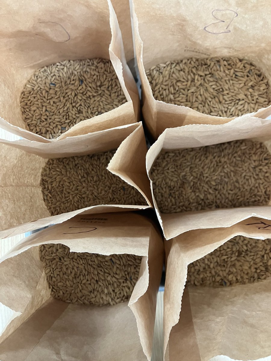 The team is busy threshing the harvested short rows. Each of the roughly 3,000 short rows will be threshed, cleaned, DNA tested for quality characteristics and packed away for sowing next season.
#ricebreedingaustralia #ausriceindustry #ausrice