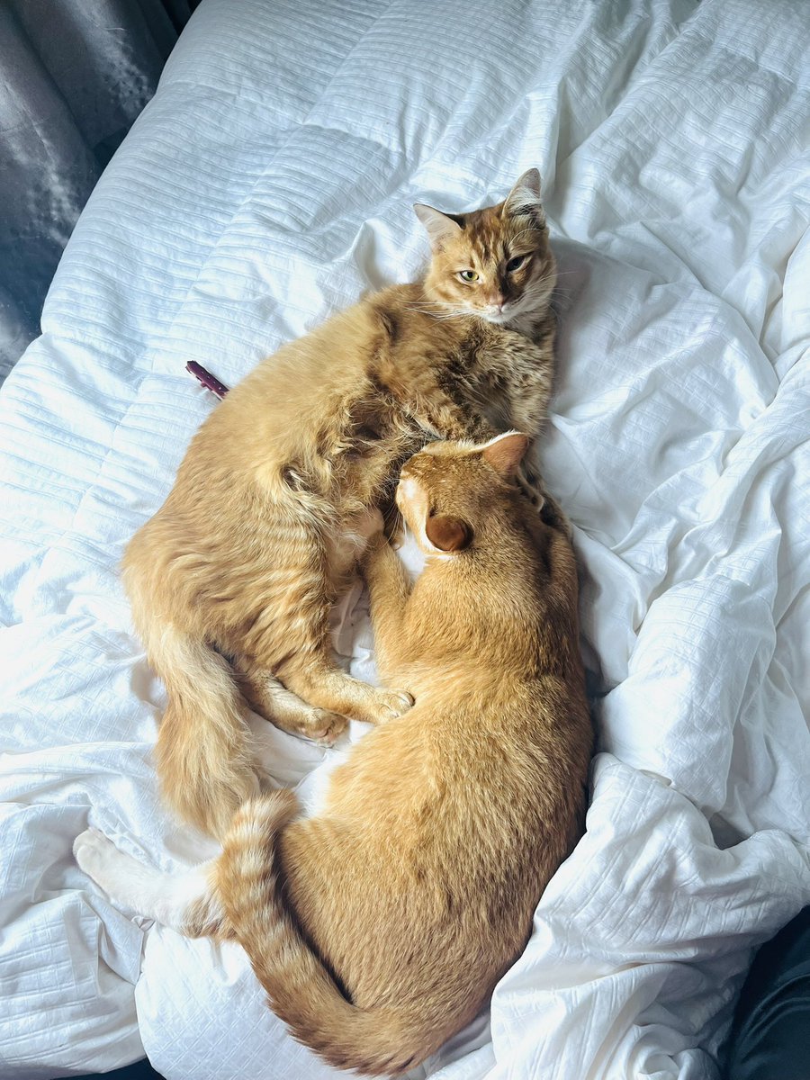 ChxoticPower's tweet photo. ✨FROM THIS - TO THIS ✨

Not gonna lie, I feed them normal kibbles (the budget kind, nothing fancy). Wet food? Only twice a week—sometimes even less. But the game changer? I sprinkle Belixz Spirulina in their food bowl every day 💚

Just 2 months in and look at them now https://t.co/f7GMLw2vuo