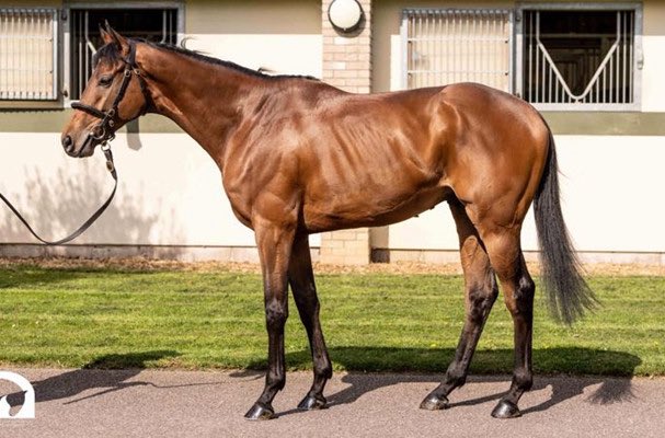 Ontoawinner News 🐎 (@ontoawinnernews) on Twitter photo 🏇Not Me - 4yo Gelding
Purchased from the recent <a href="/Tattersalls1766/">Tattersalls</a>
A four-year-old gelding named Not Me has been secured from James Ferguson’s yard, ensuring a robust lineup for the season.
He will be go into training with <a href="/ivanfurtado21/">Ivan Furtado Racing</a>
ontoawinner.net/syndicate/not-… 🏇Not Me - 4yo Gelding
Purchased from the recent <a href="/Tattersalls1766/">Tattersalls</a>
A four-year-old gelding named Not Me has been secured from James Ferguson’s yard, ensuring a robust lineup for the season.
He will be go into training with <a href="/ivanfurtado21/">Ivan Furtado Racing</a>
ontoawinner.net/syndicate/not-…