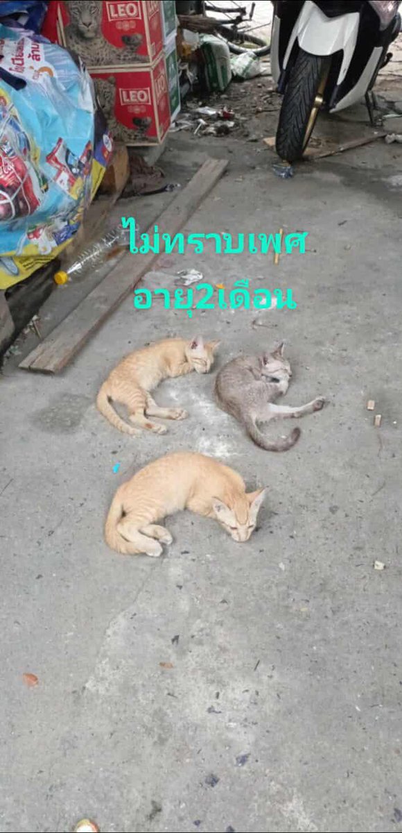 Catster & Co บ้านพักพิงแมวจร tweet media