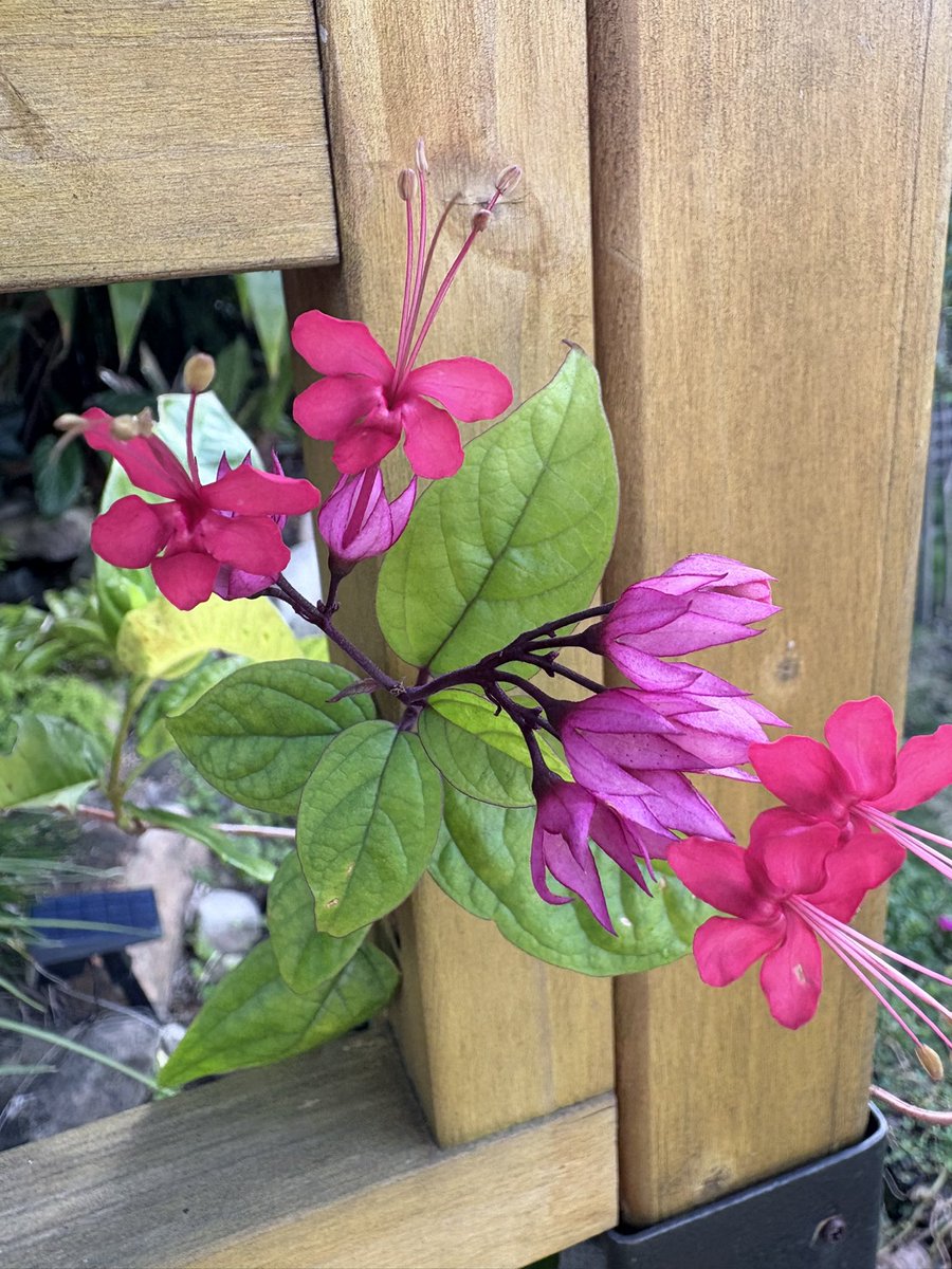 Some pink/red bleeding heart vines flowering in the garden. Great growing up a trellis👍 Reposted cos I cocked up the spelling🤣🤦‍♂️
