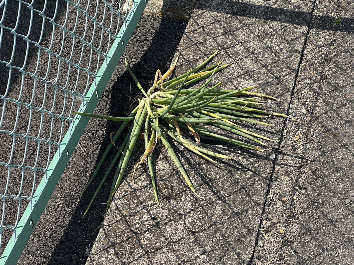 ただの雑草かと思ったら野生のネギだった