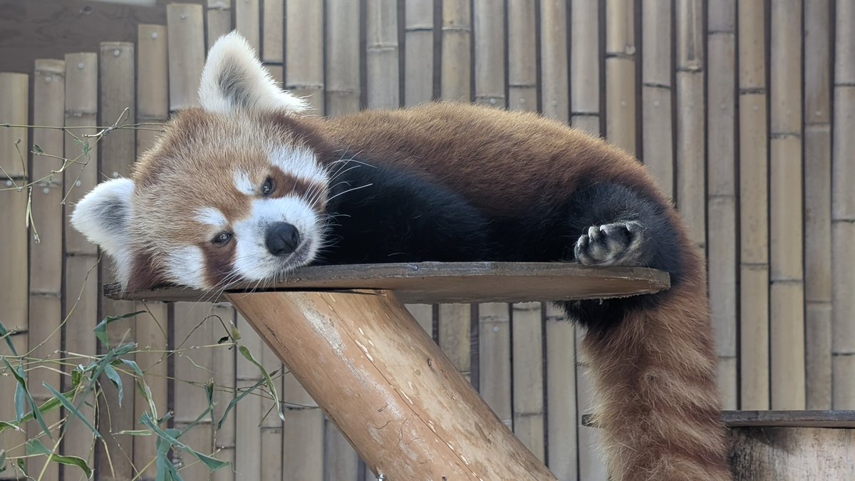 kabepanda's tweet photo. 東北に転勤し行きづらくなってしまった熱川バナナワニ園。3年ぶりに訪問できました！みんな年を重ねても元気そうでよかったです。展示場も綺麗になってました。貴重なニシレッサーパンダなので、この先も世代を重ねてほしいです #熱川バナナワニ園 #レッサーパンダ #ニシレッサーパンダ https://t.co/imN3pmOdhd