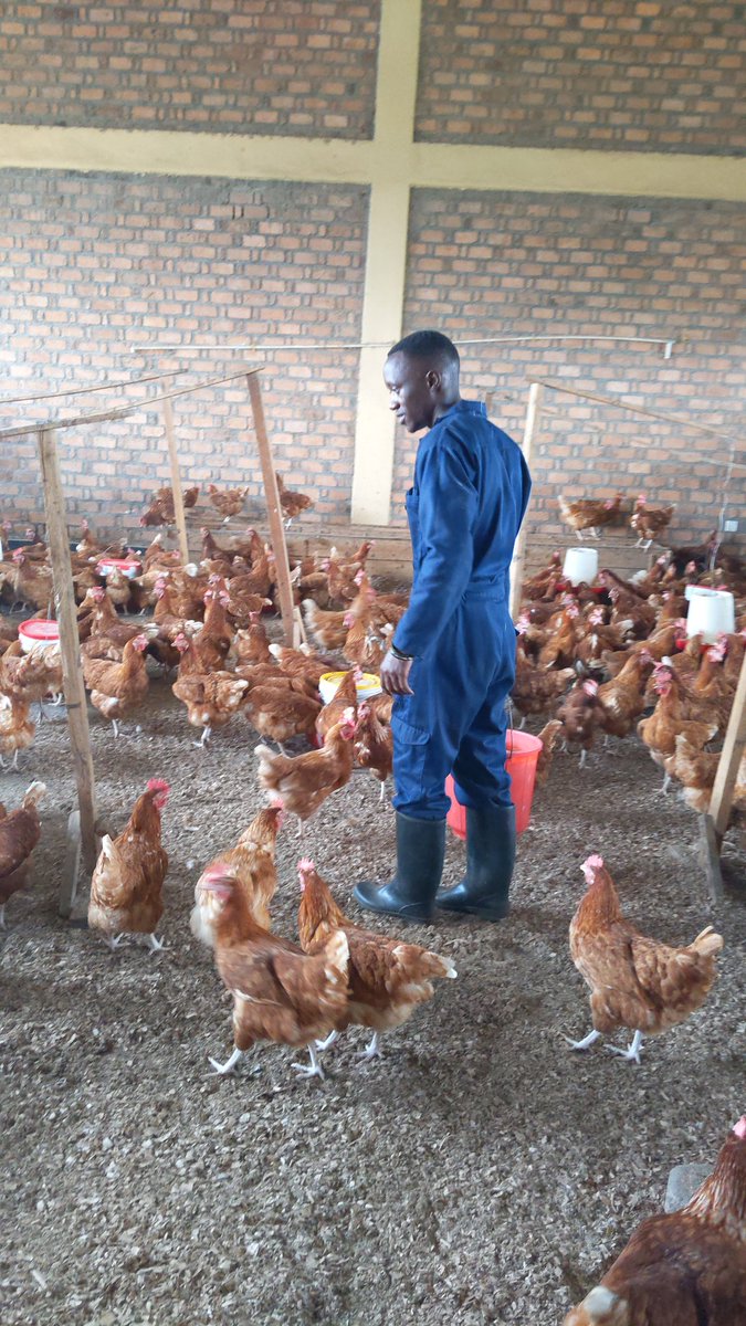 What’s one thing you wish you knew before starting poultry farming?

Please comment about!!

#PoultryFarming
#FarmWithGilbert
#NoFarmsNoFoods
