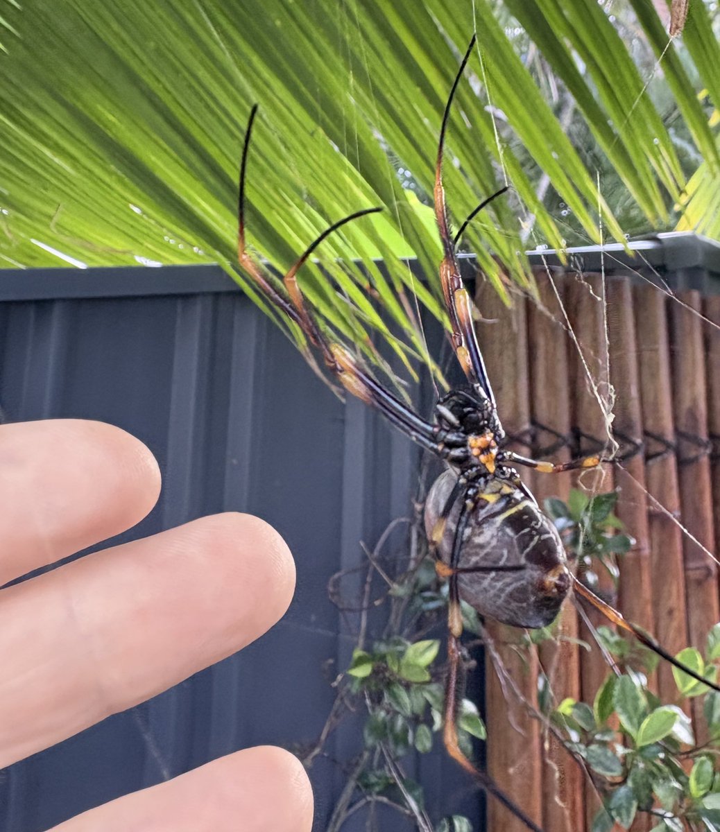 Incy wincy spider🕷️🕸️