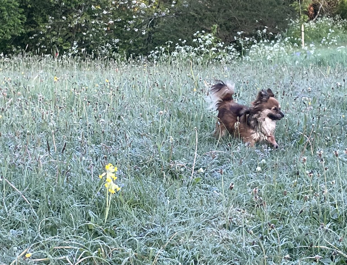 Zwartbles Ireland • Suzanna Crampton (@zwartblesie) on Twitter photo Ground frost this morning as <a href="/CarlowWeather/">Carlow Weather</a> predicted; yet cowslips still glow through frozen water crystals and dogs romp to stay warm Ground frost this morning as <a href="/CarlowWeather/">Carlow Weather</a> predicted; yet cowslips still glow through frozen water crystals and dogs romp to stay warm