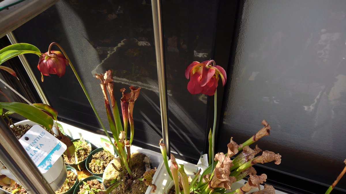 884hiro1's tweet photo. #我が家の食虫植物

今年はサラセニアの花は二輪のみ https://t.co/Z09ANrIFHr