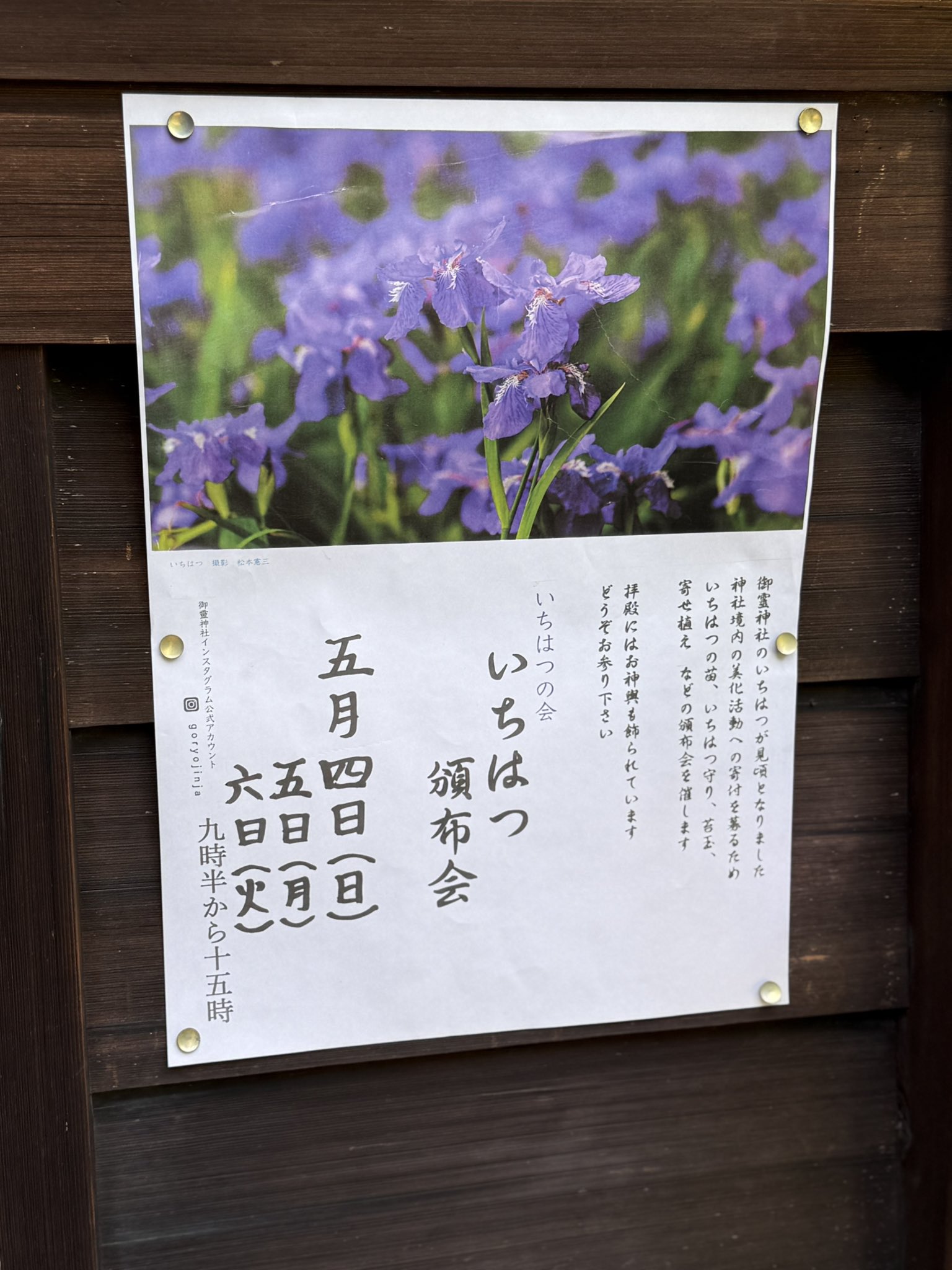 村上隆 ふるさと納税 尾形光琳の花 返礼品 トレーディングカード