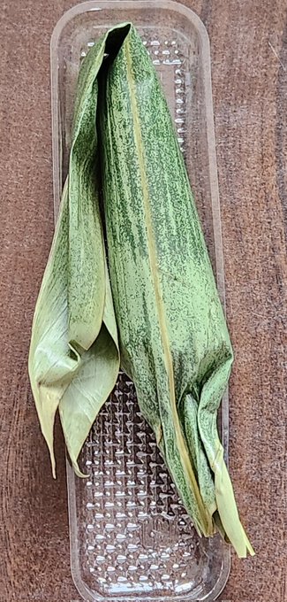 これが大阪の粽(ちまき)でございます… 