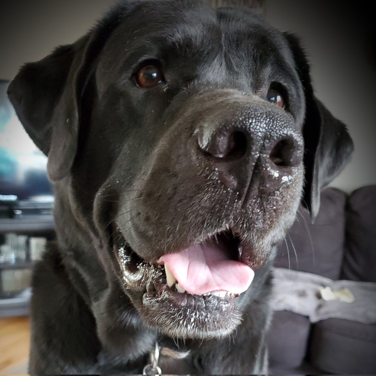 Abby Waffles 🇨🇦🐾🐾 tweet media
