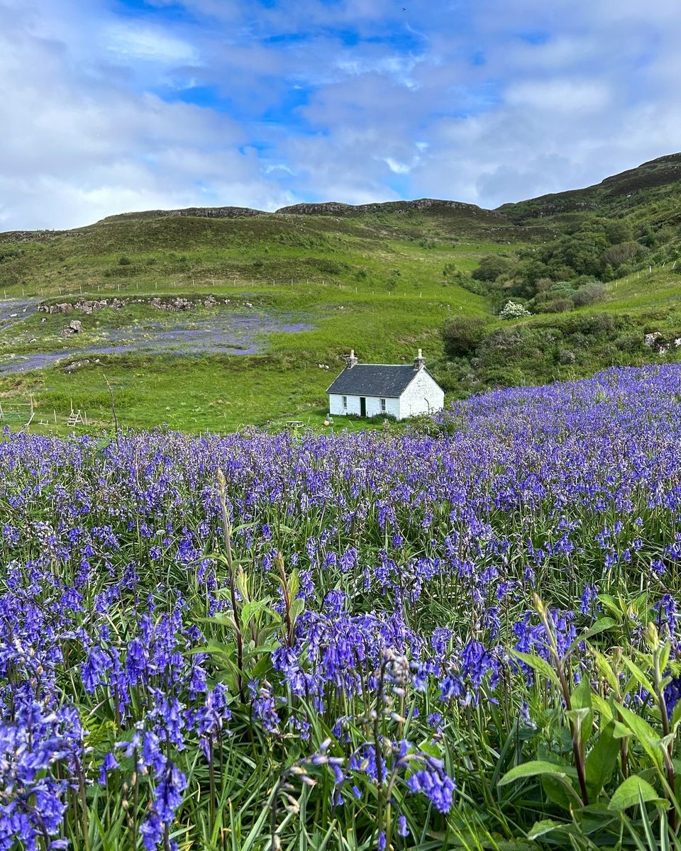 Bonnie, bonnie bluebells at Bearnus Bothy on the Isle of Ulva . photie c.o .Visit Scotland 🏴󠁧󠁢󠁳󠁣󠁴󠁿🦄