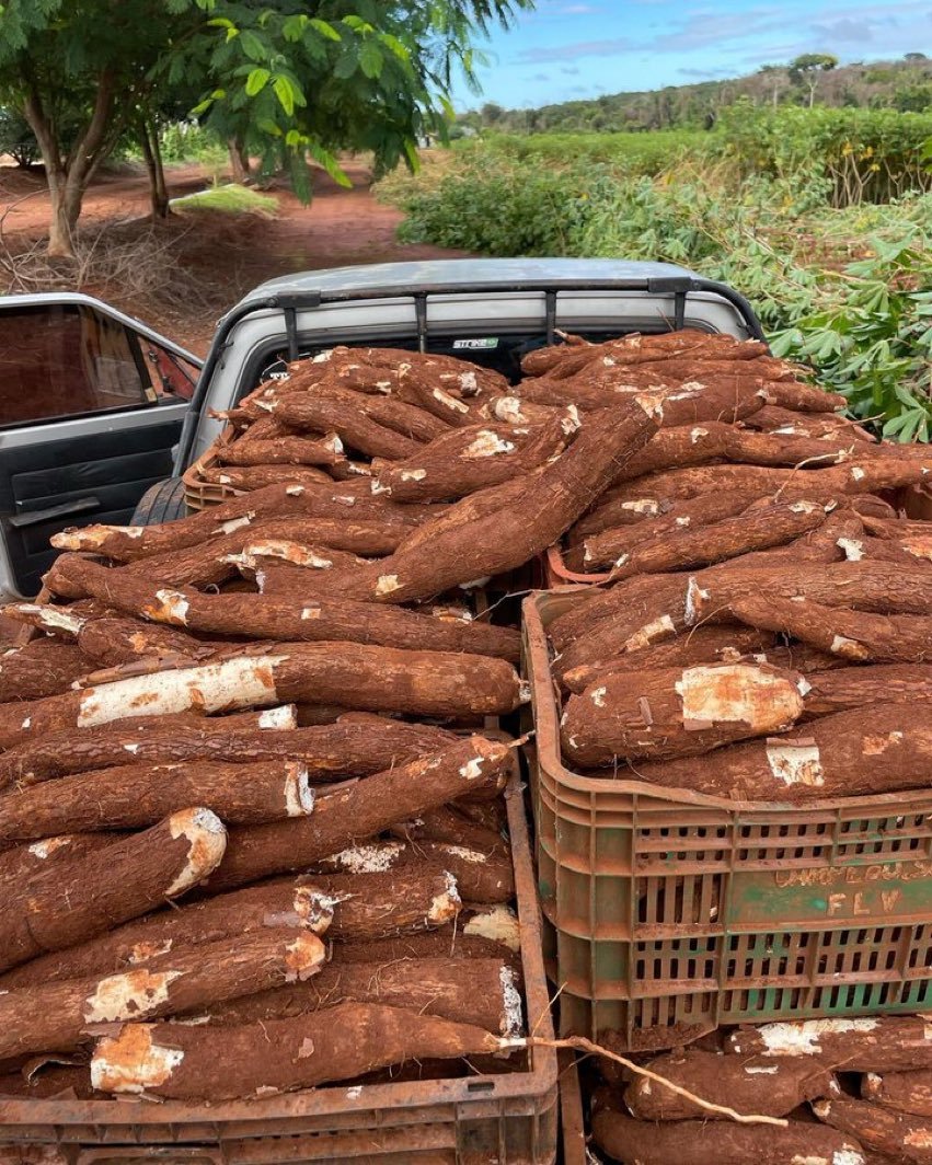 How do you understand someone undermining #farming?

Agriculture is treated inferior because  many farmers do not do farming as businesses.

But, for those who are interested in #agribusiness, please like, repost and follow us for more farming skills.