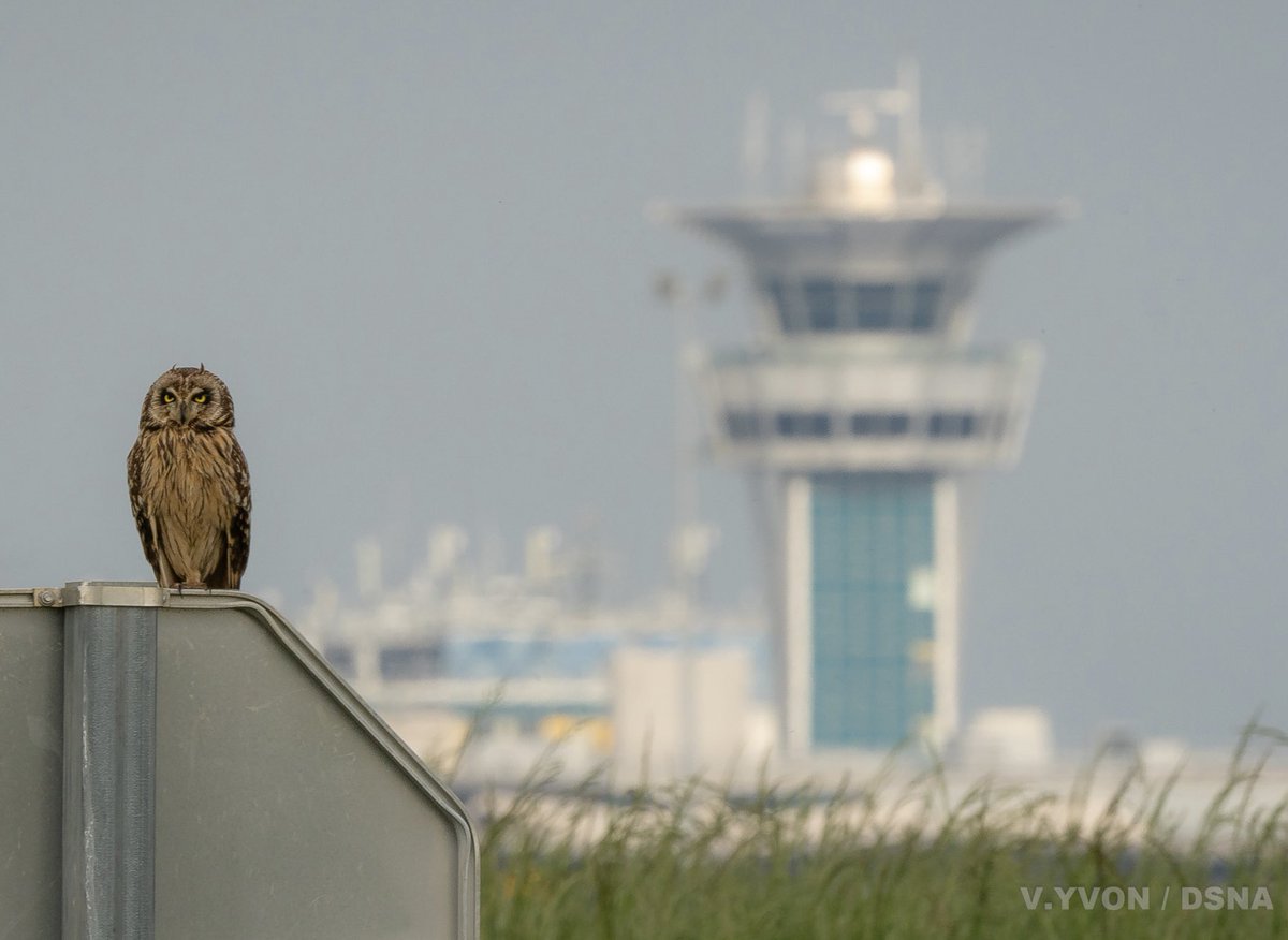 Nouvelle preuve de l’incroyable #biodiversité de la faune sur l’aéroport d’Orly, ce magnifique hibou des marais, présent en bord de piste samedi dernier au moment de l’orage  🦉

#avgeeks #oiseau #bird #wildlife #paris #orly #airport #aéroport