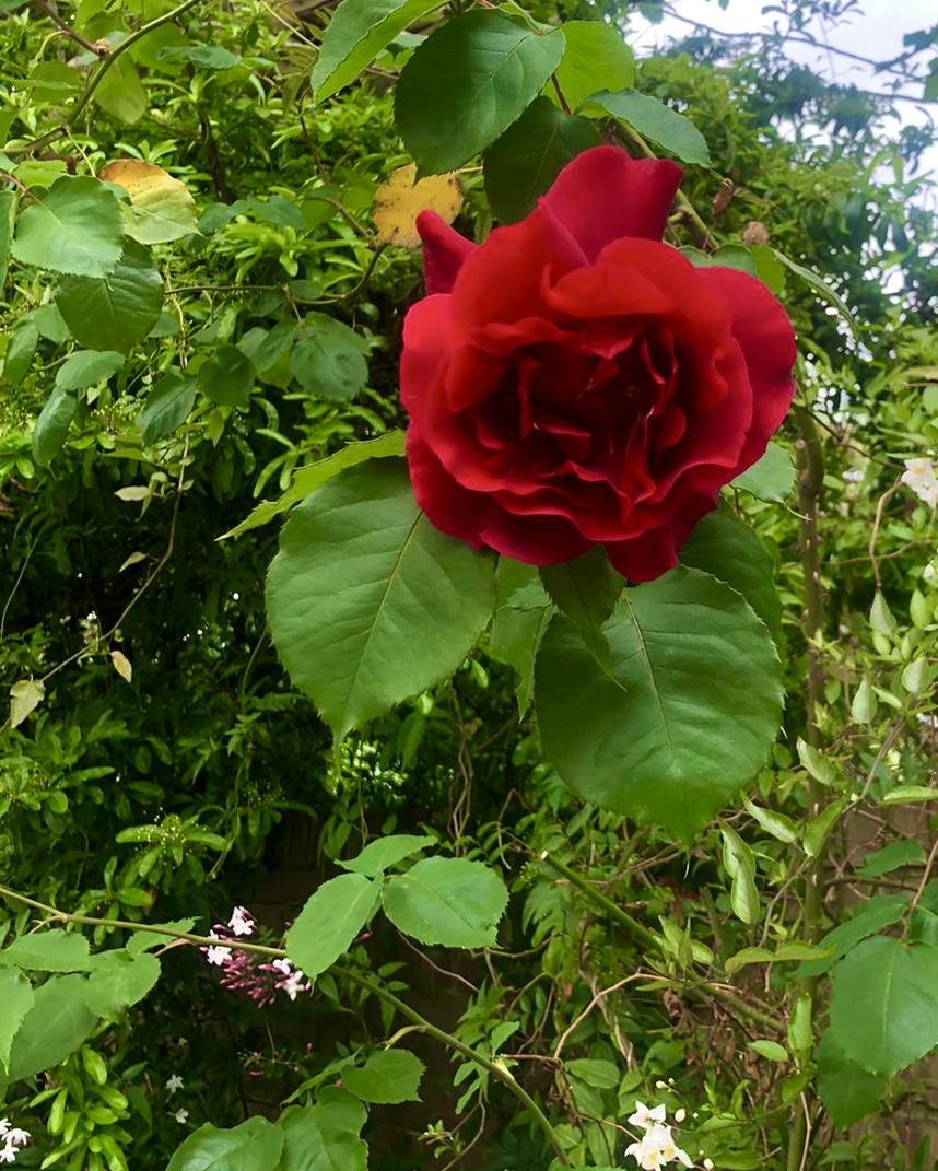 Kathy Lette (@kathylette) on Twitter photo Love a bit of symbolism. The day after Labor won the Aussie election, my first rose of the summer bloomed – a red Labor rose. And it smells very sweet indeed – that sweet smell of success. <a href="/AlboMP/">Anthony Albanese</a> #australiavotes Love a bit of symbolism. The day after Labor won the Aussie election, my first rose of the summer bloomed – a red Labor rose. And it smells very sweet indeed – that sweet smell of success. <a href="/AlboMP/">Anthony Albanese</a> #australiavotes